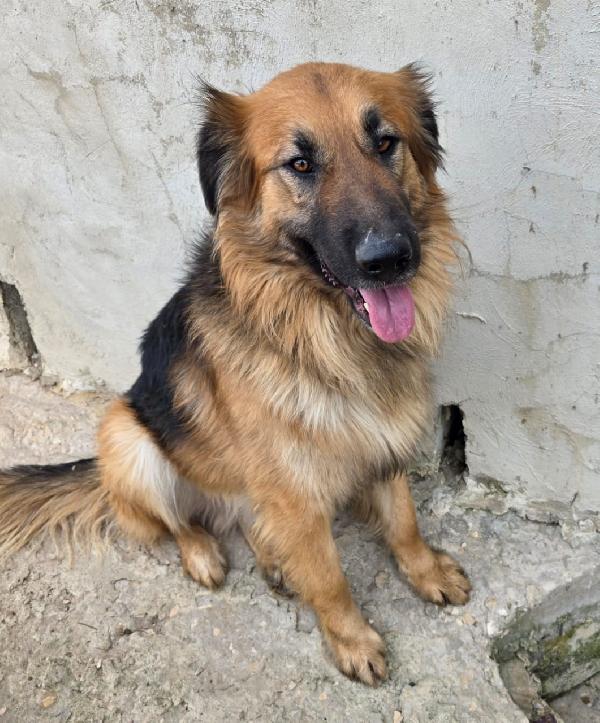 Panko, Un Coccolone Da Adottare